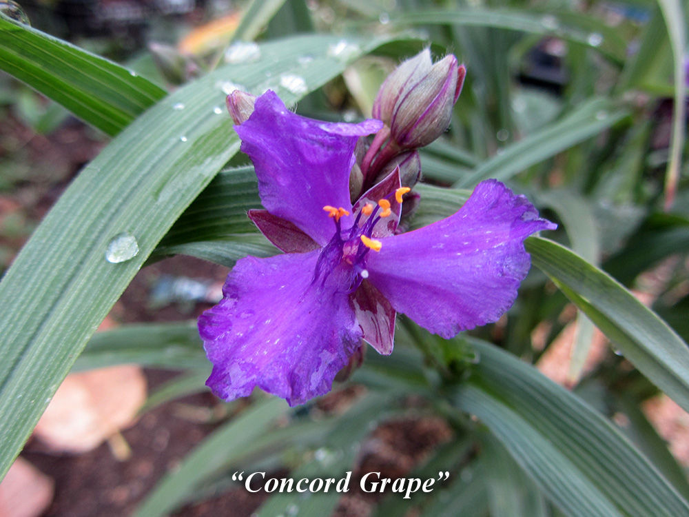 Concord_Grape