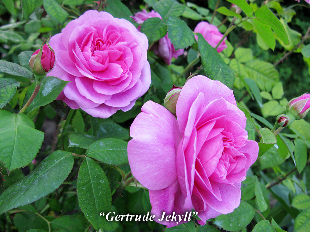 Gertrude_Jekyll