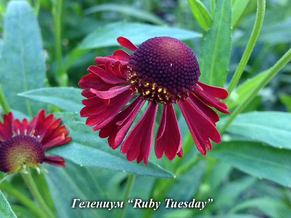 Ruby_Tuesday