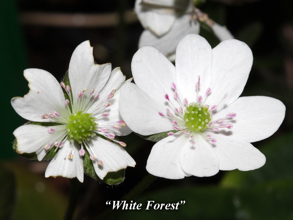 White_Forest