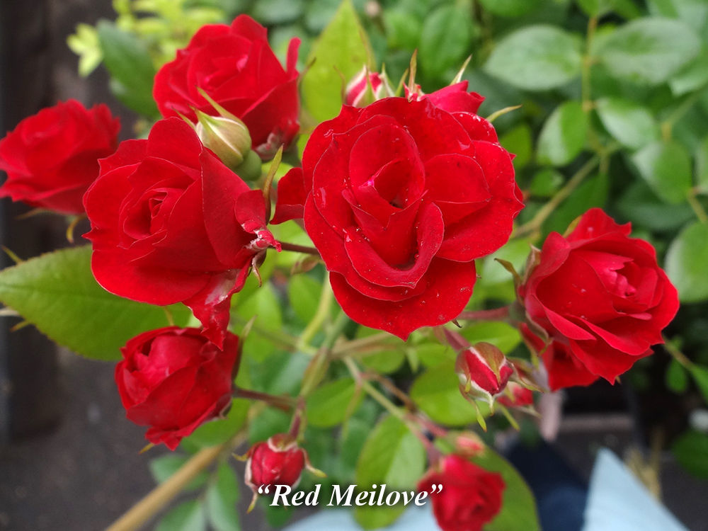 Red_Meilove
