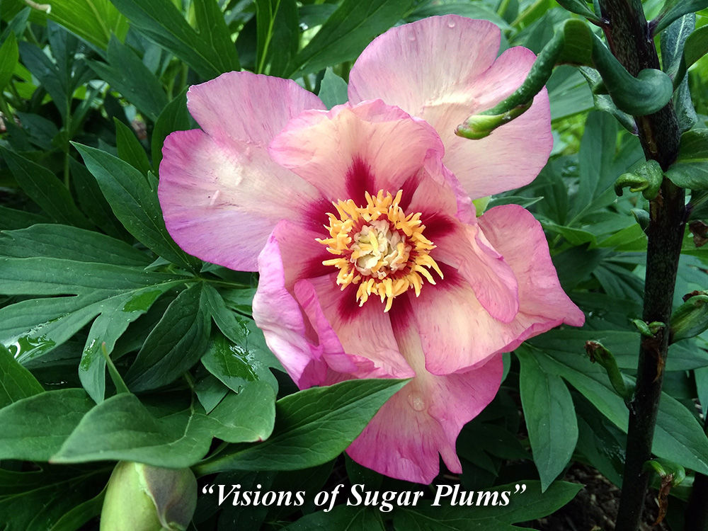 Visions_of_Sugar_Plums