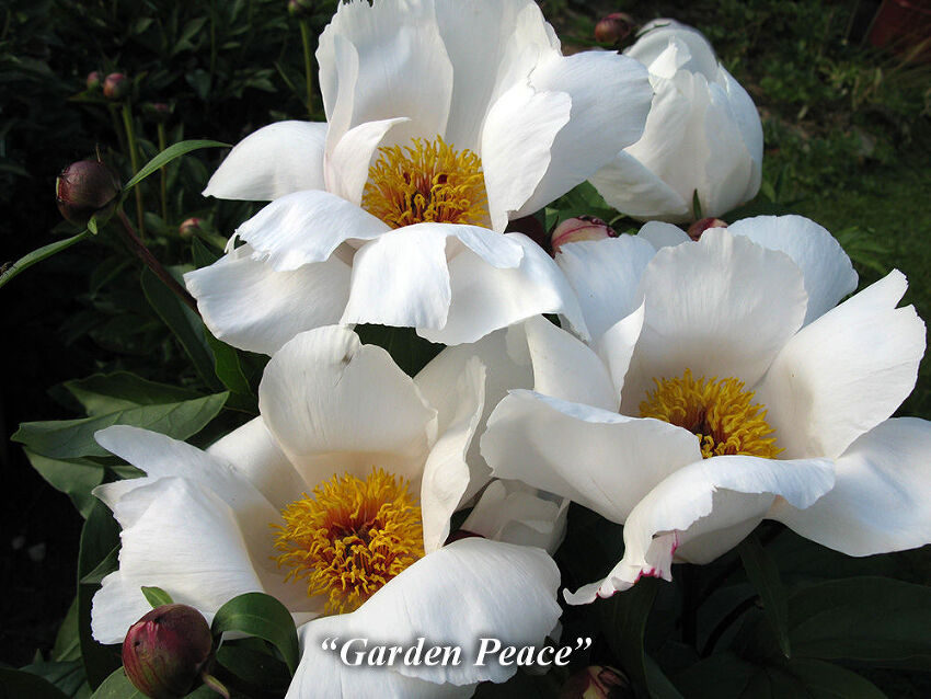 Garden_Peace