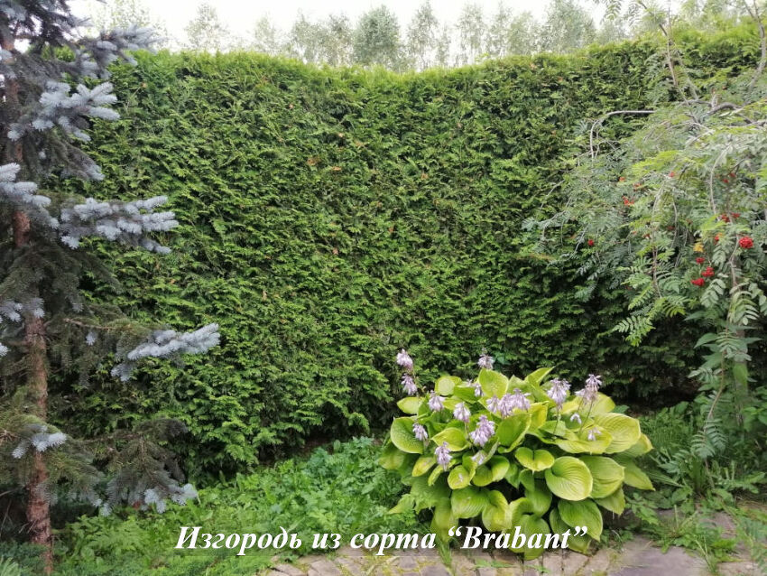 Brabant_izgorod'