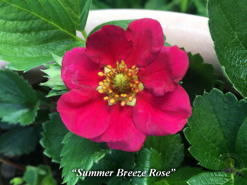 Summer_breeze_rose