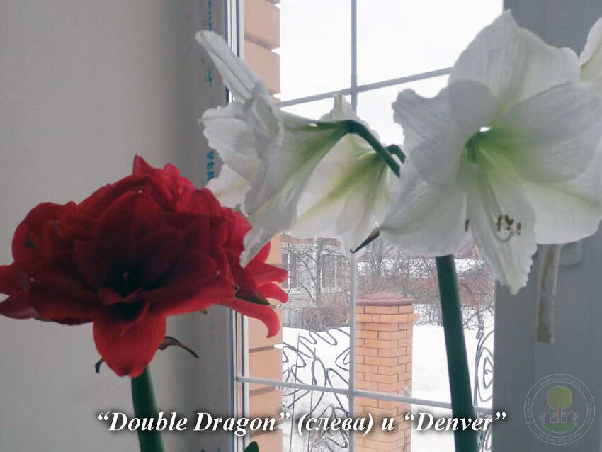 Double_Dragon_and_Denver