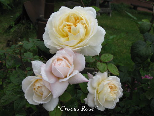 Crocus_Rose