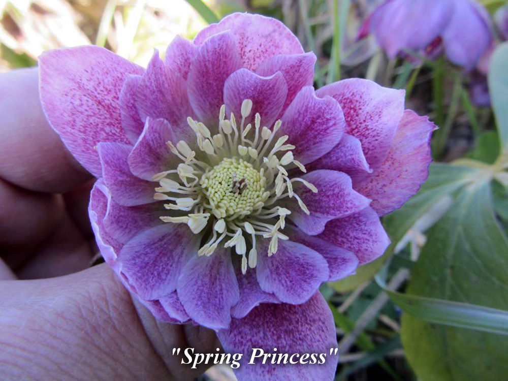 Spring_Princess