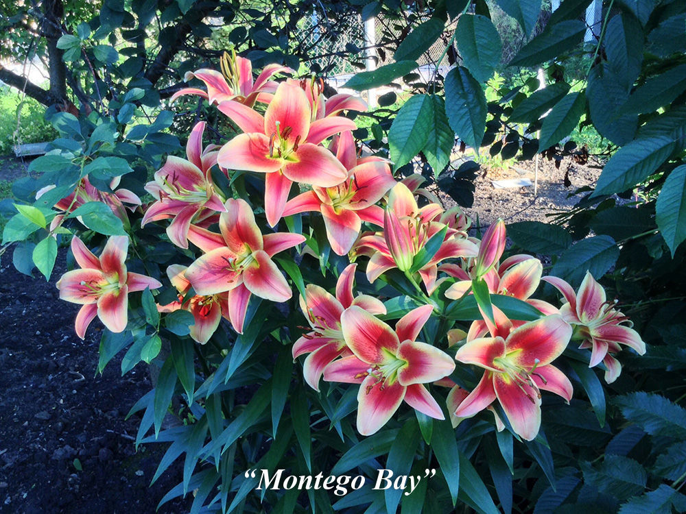 Montego_Bay