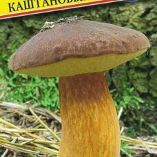 Мицелии грибов Боровик каштановый
