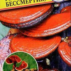 Мицелии грибов Рейши (Гриб Бессмертия)