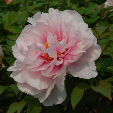 Пион Су Йинг Тао Хуа / Цветок персика, покрытый снегом