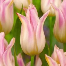 Тюльпан лилиецветный Элегант Леди