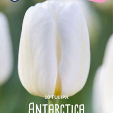 Тюльпан Антарктика