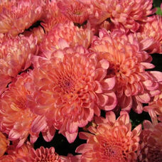 Хризантема многоцветковая Абрикос