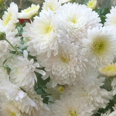 Хризантема многоцветковая Домино Уайт