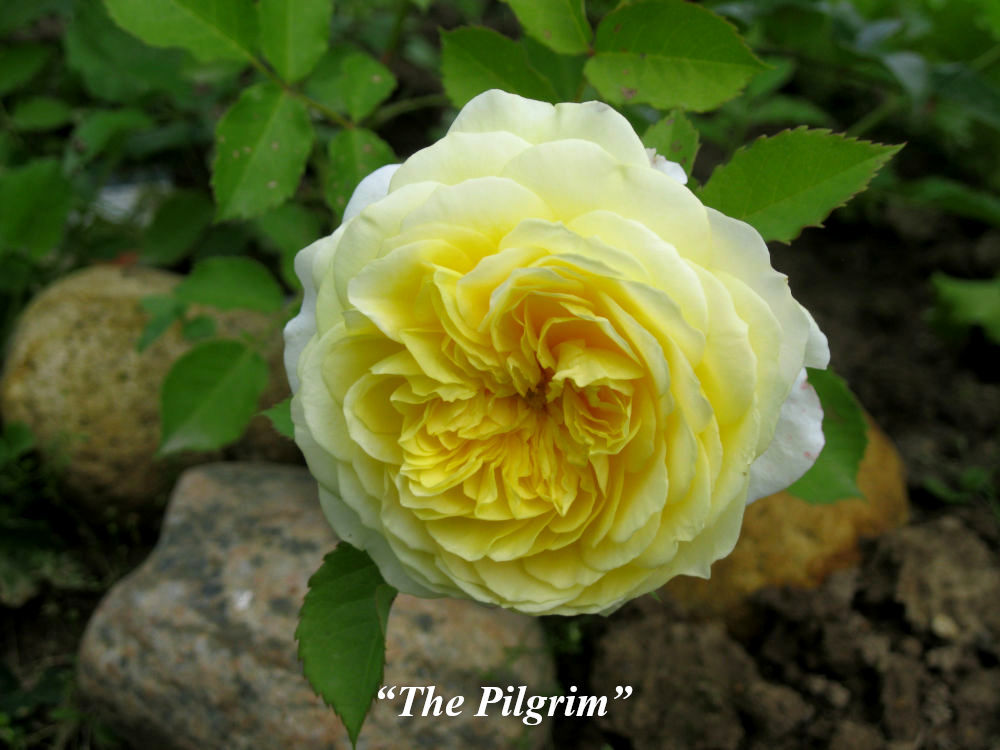 The_Pilgrim