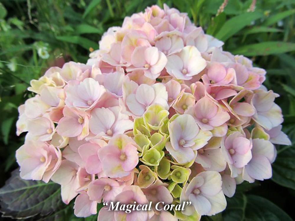 Magical_Coral