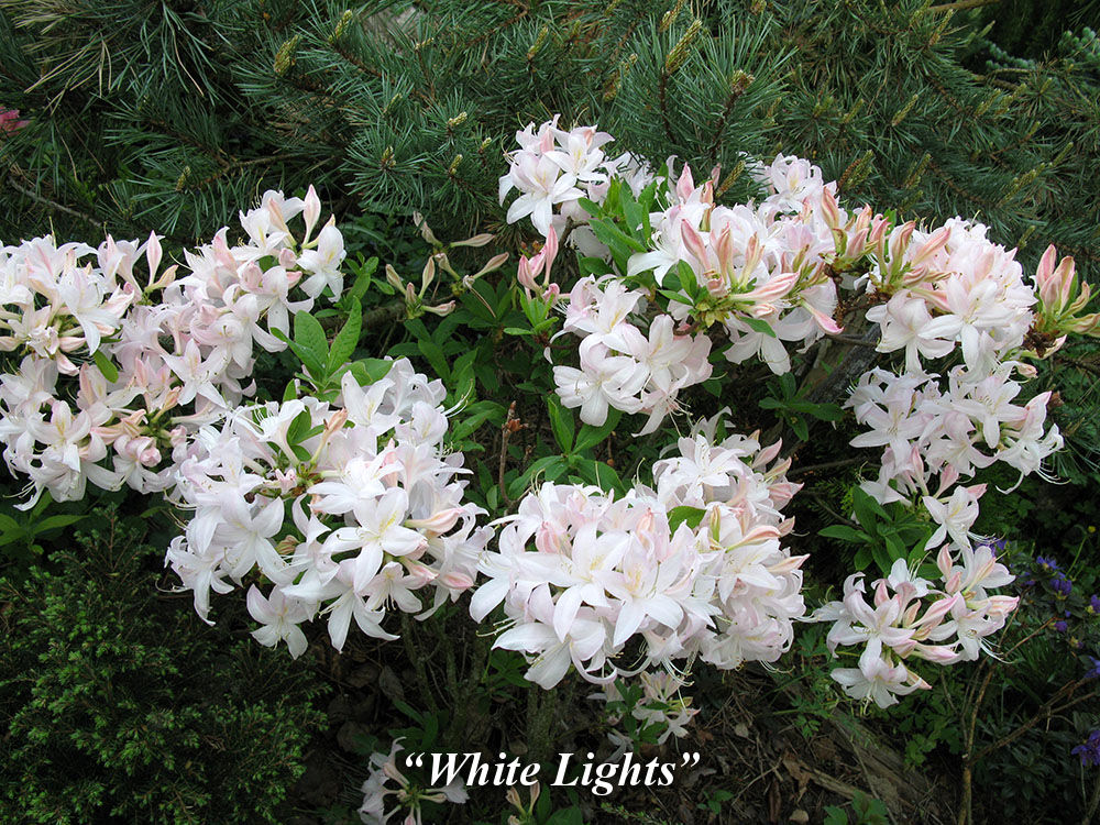 White_Lights