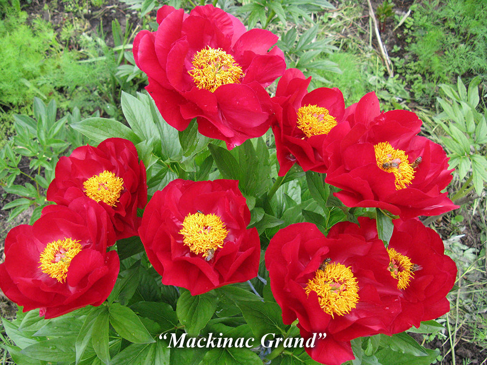 Mackinac_Grand