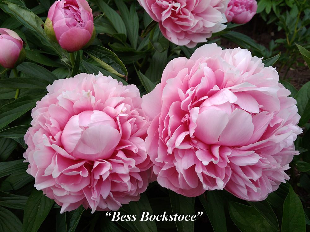 Bess_Bockstoce
