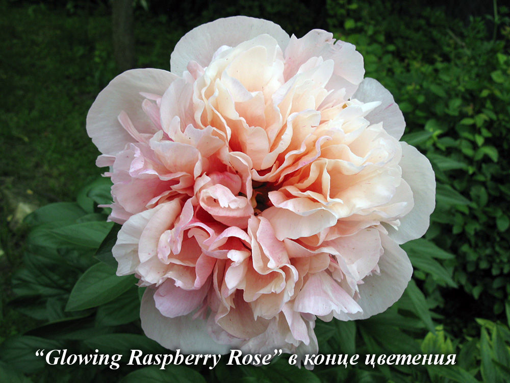 Glowing_Raspberry_Rose _1