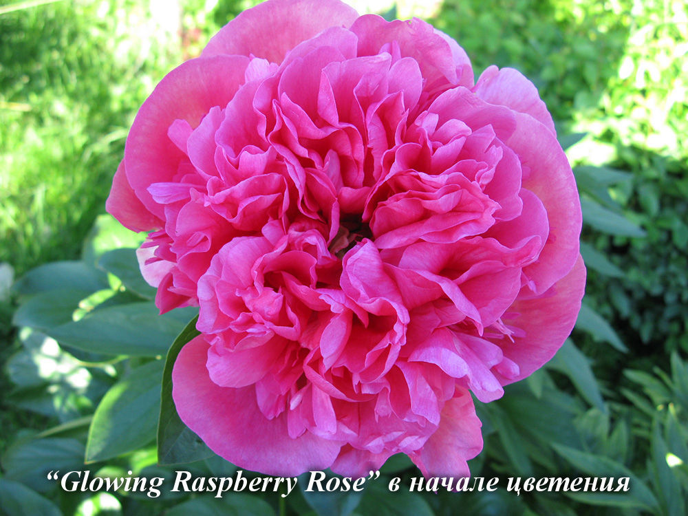 Glowing_Raspberry_Rose