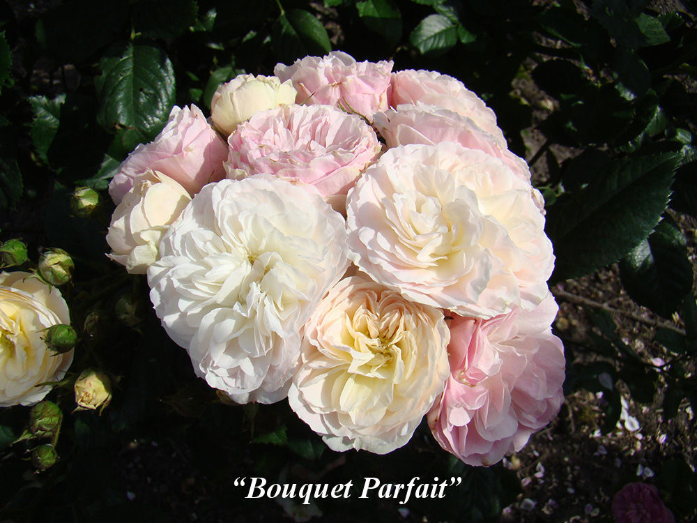Bouquet_Parfait