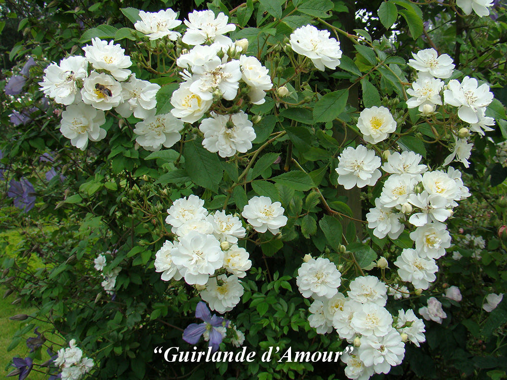 Guirlande_d'Amour