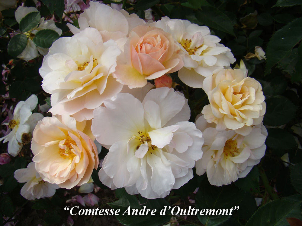 Comtesse_Oultremont