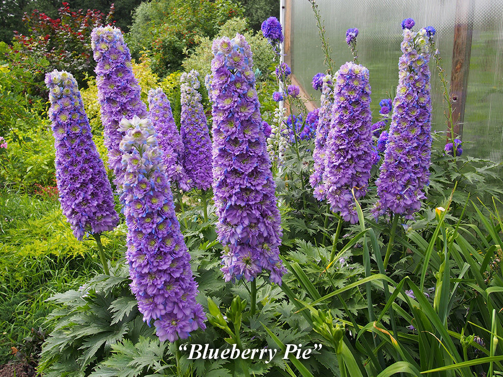 Blueberry_Pie