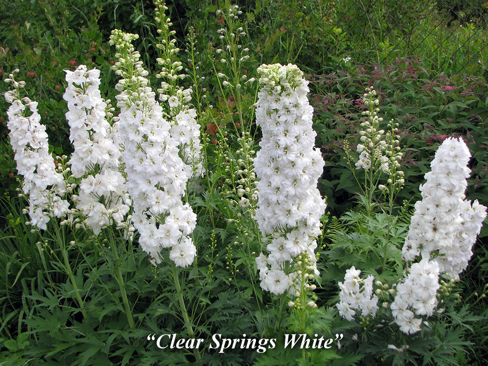 Clear_Springs_White