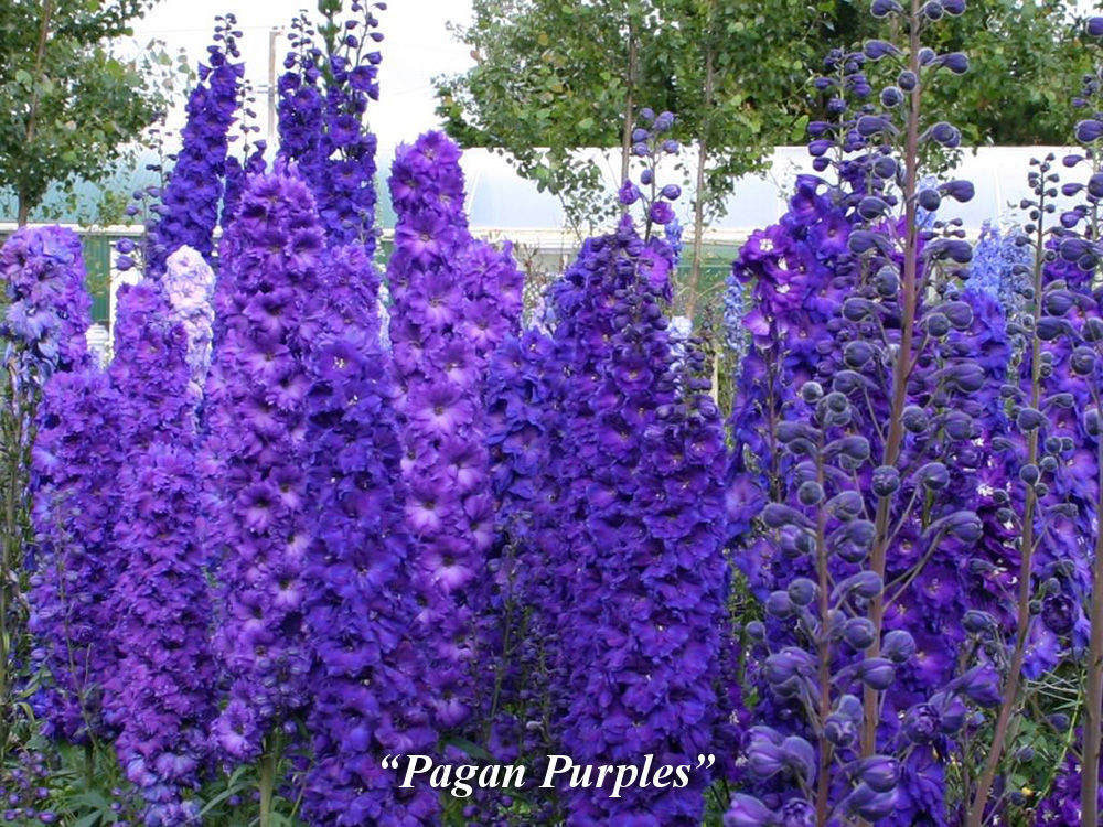 Pagan_Purple