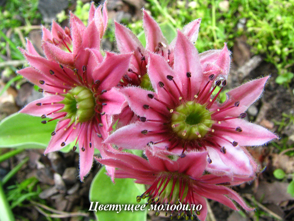 Sempervivum_flowers