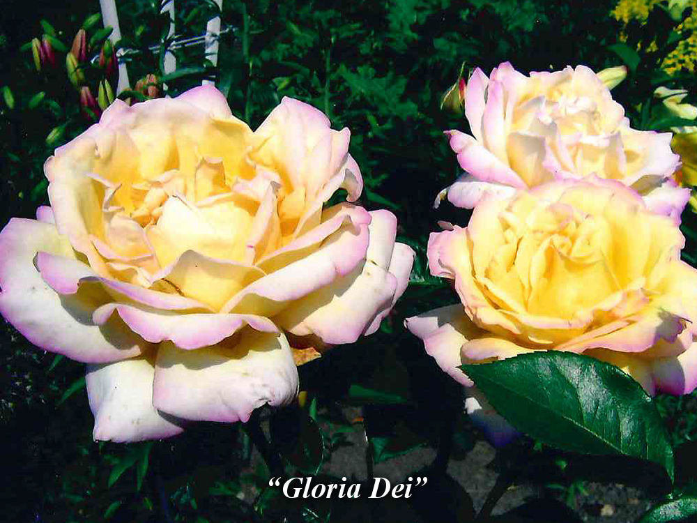 Gloria_Dei