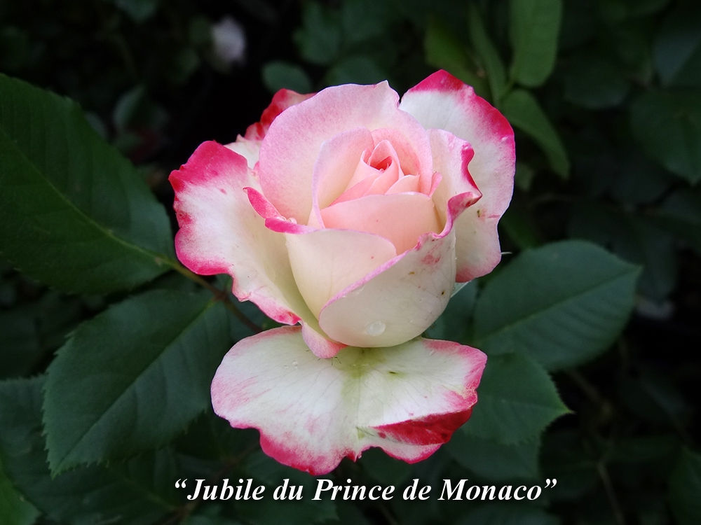Jubile_du_Prince_de_Monaco