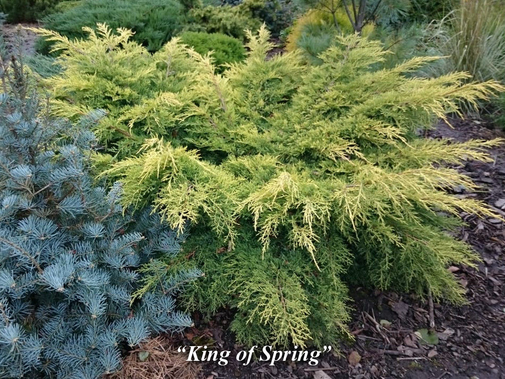 King_of_spring