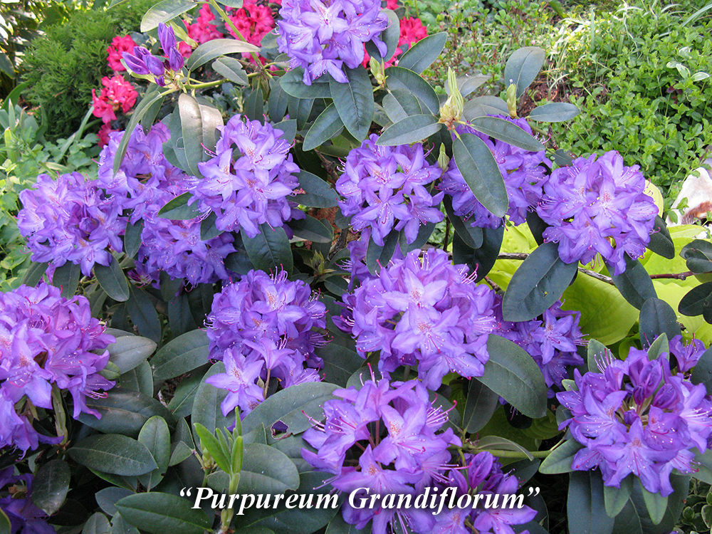 Purpureum_Grandiflorum