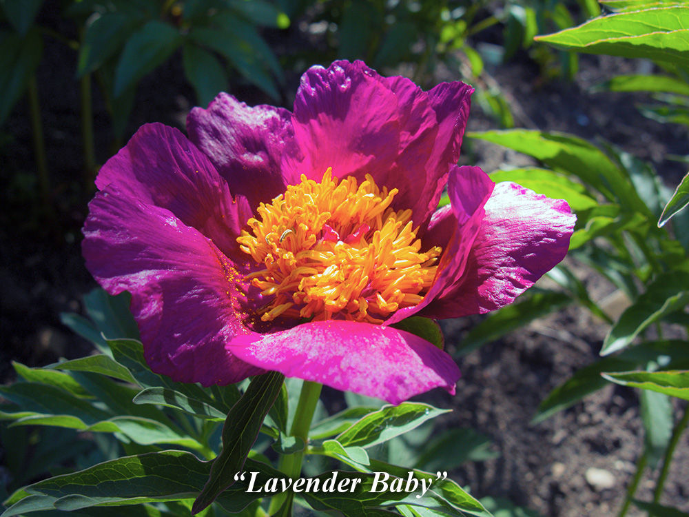 Lavender baby