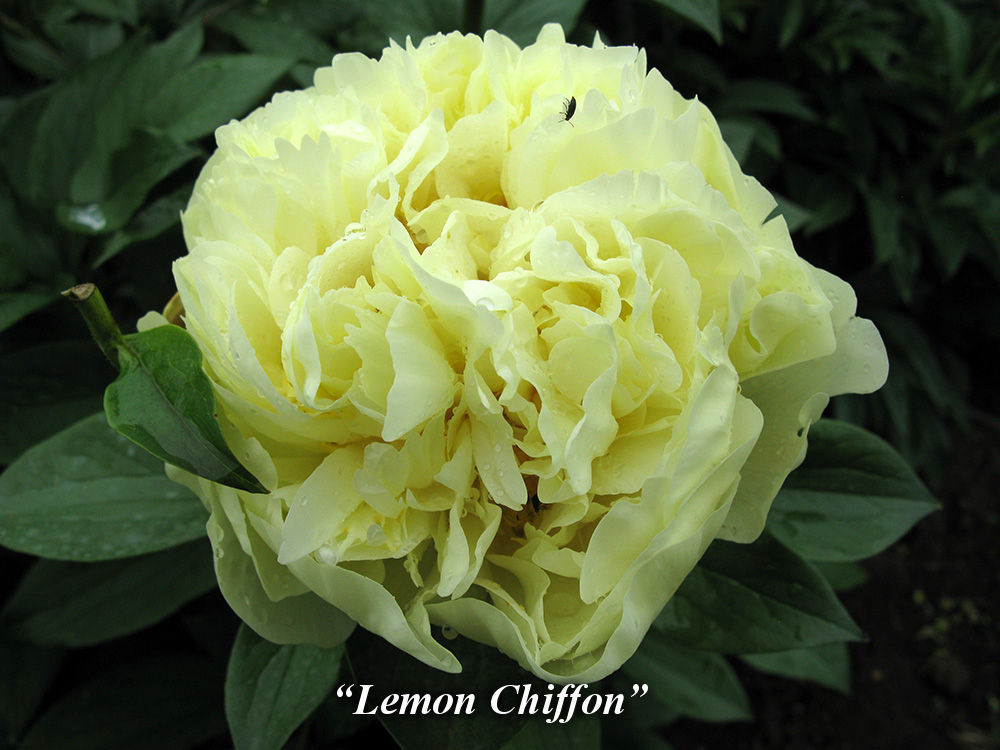 lemon chiffon