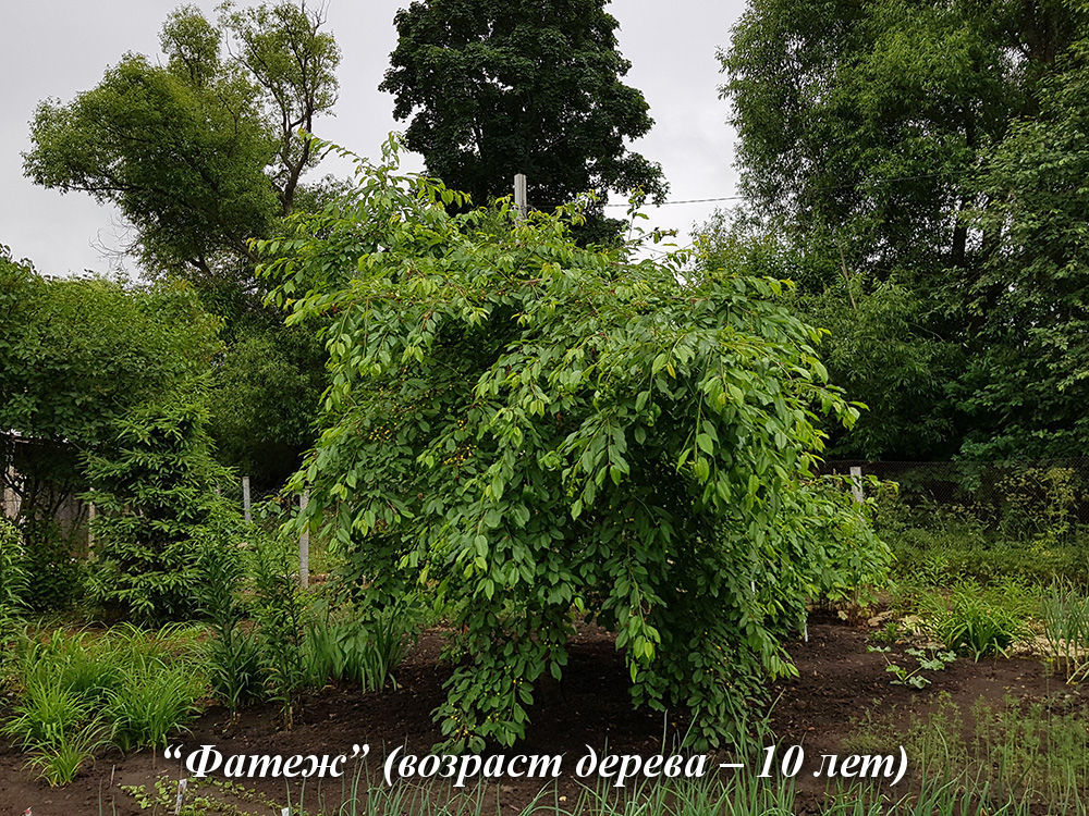 Черешня – чудо-дерево в саду