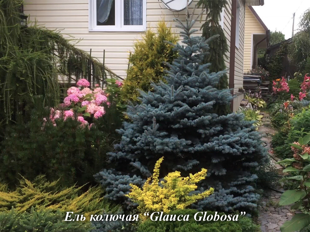 Glauca_Globosa