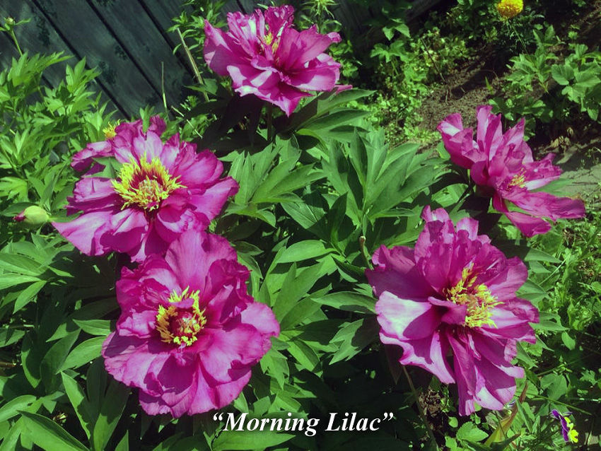 Morning_Lilac