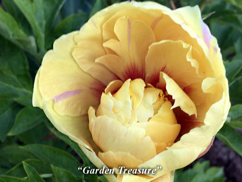 Garden_Treasure