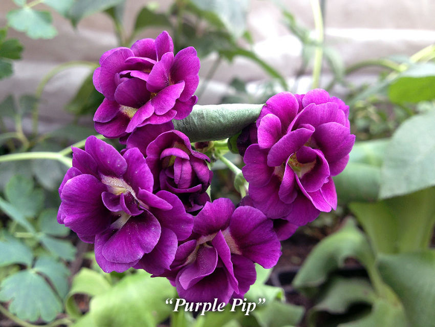 Purple_Pip