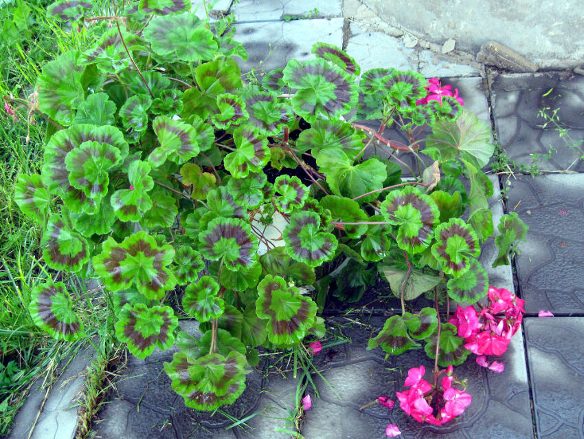 Pelargonium_leaves