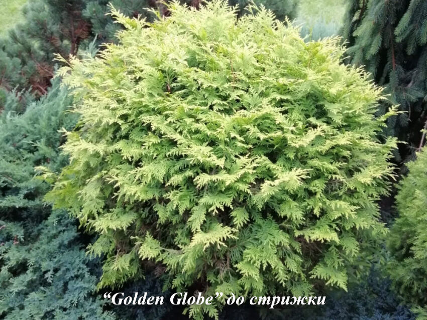 Golden_Globe_do_strizki