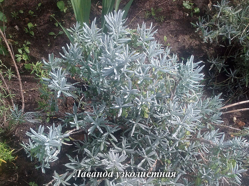 lavandula angustifolia