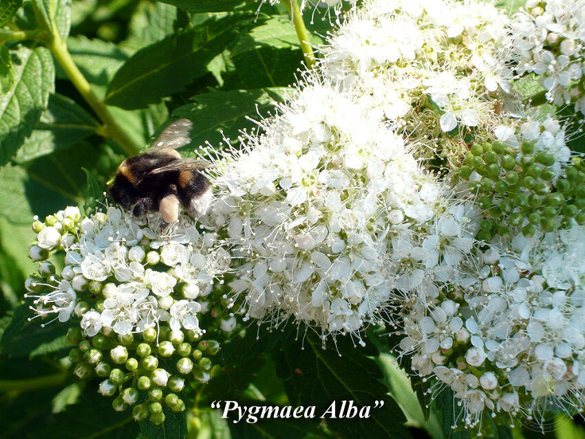 Pygmaea_Alba