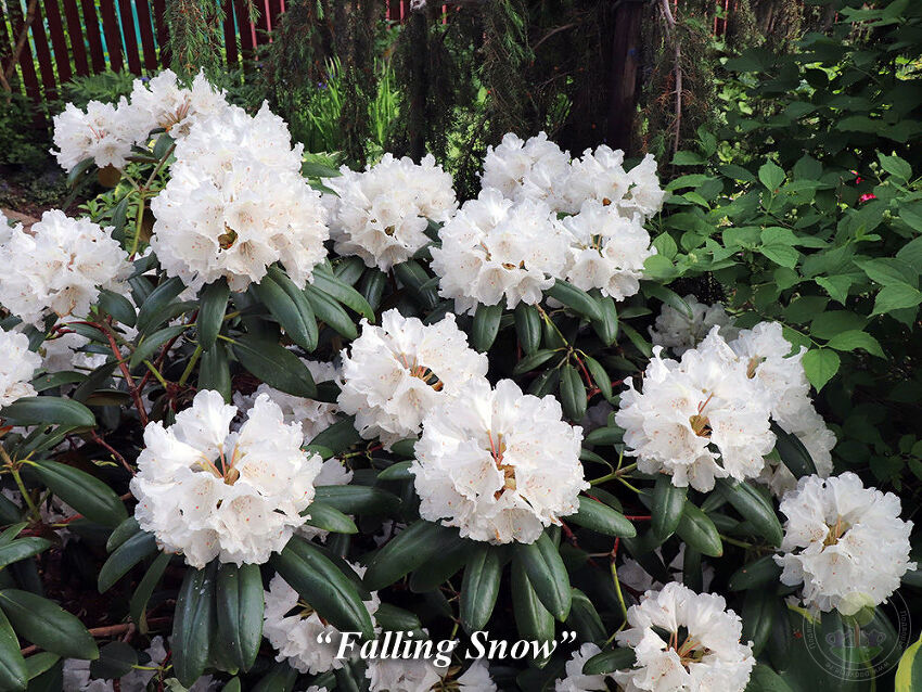 falling_snow